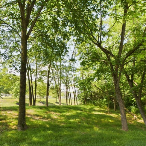 photo of mature trees